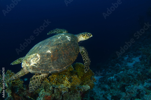 Sea turtle swim over the firel corals