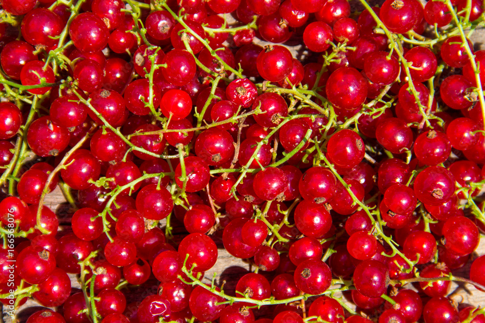 Fresh ripe red currant for background Fresh ripe red currant for background