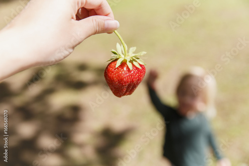 USA, Dresden, Maine. Woman holds a strawberry, a little girl is coming to get it. photo