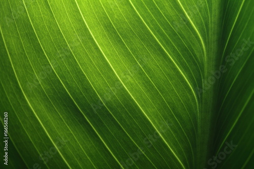 Green leaf texture revealed by light behind