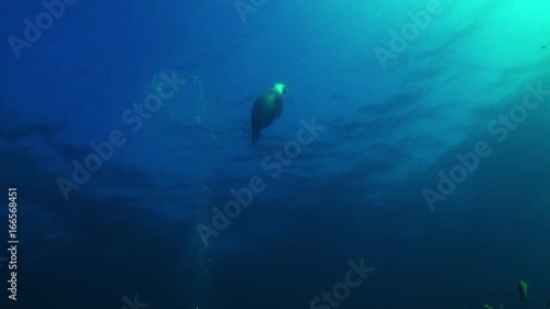 Sea Lion catches Sergeant Major fish and brings it to surface
