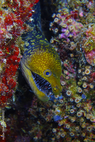 Blue mouth moray eel look curious inside the cave in Kemer Antalya © Nejat Semerci