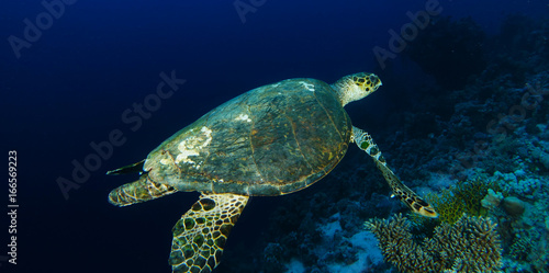 Big old sea turtle swim over the coral garden in to the seep blue