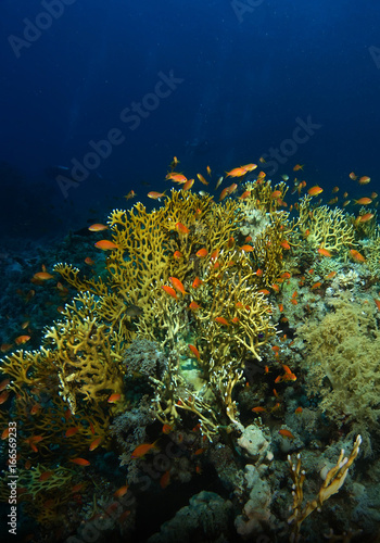 School of sea goldie swim over the fire coral in red sea
