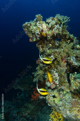 Couple of pennant fish swim near the coral peak