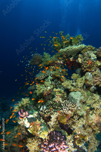 School of sea goldie swim over the coral garden in Ras Mohammed National Park