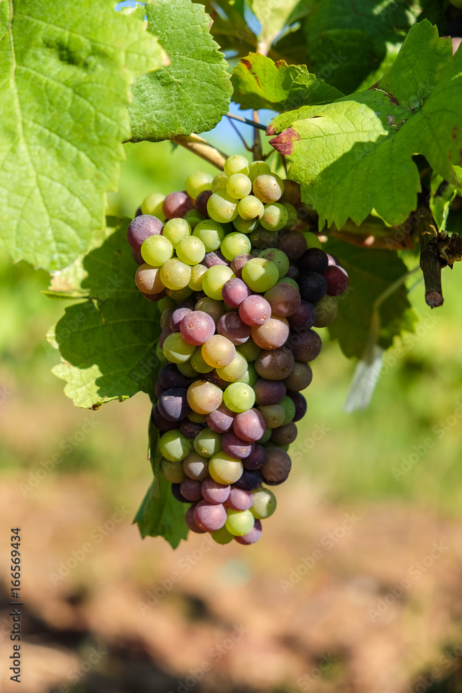 Obraz premium Grape bunch hanging from vine in winemaking region