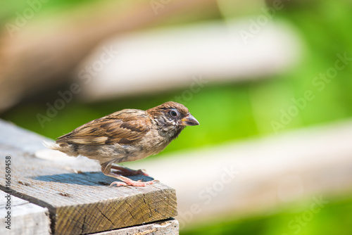 Sparrow standing on wood and ready to fly
