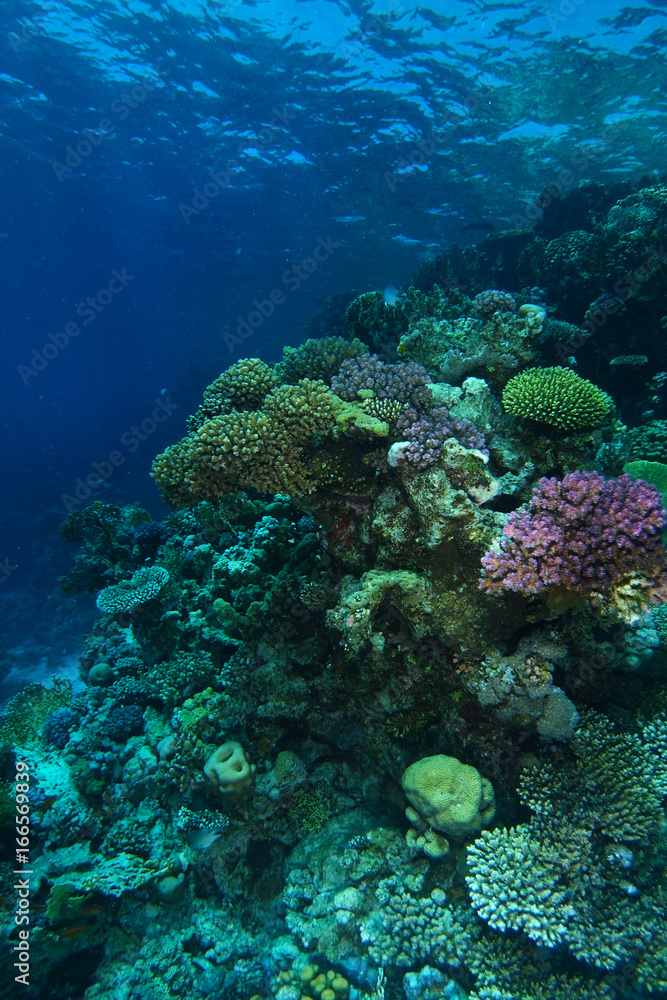 Coral garden in ras mohammed red sea