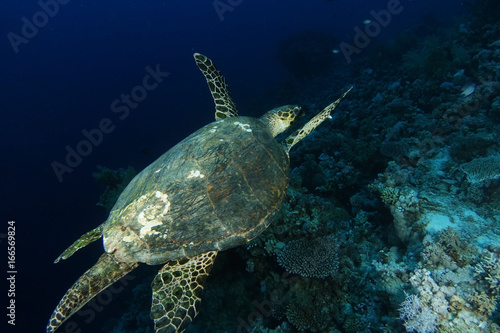 Big old sea turtle fly over the coral garden