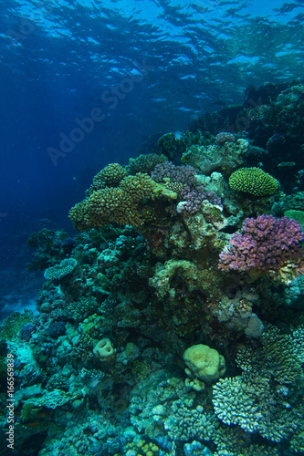 Coral garden in ras mohammed red sea