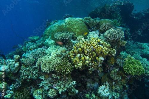 Coral garden and yellow sponge in Ras Mohammed Red Sea
