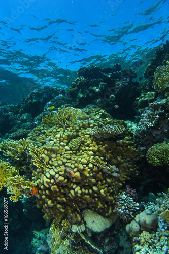 Yellow sponge and firel coral in coral garden in Ras Mohammed Red Sea