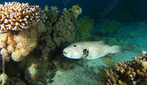 Puffer fish inside the coral garden in Ras Mohammed Red sea