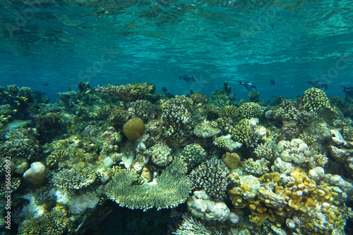 Shallow water coral garden in Ras Mohammed red sea