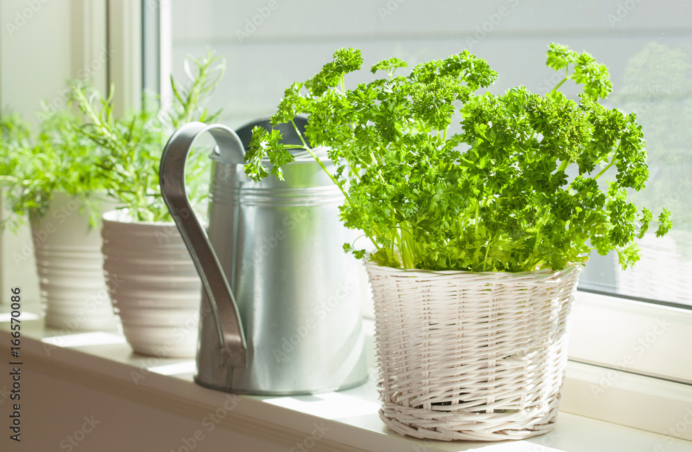 fresh parsley herb in white pot on window - obrazy, fototapety, plakaty 