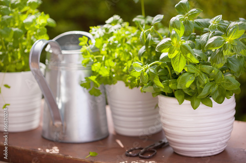 fresh basil parsley mint herbs in garden