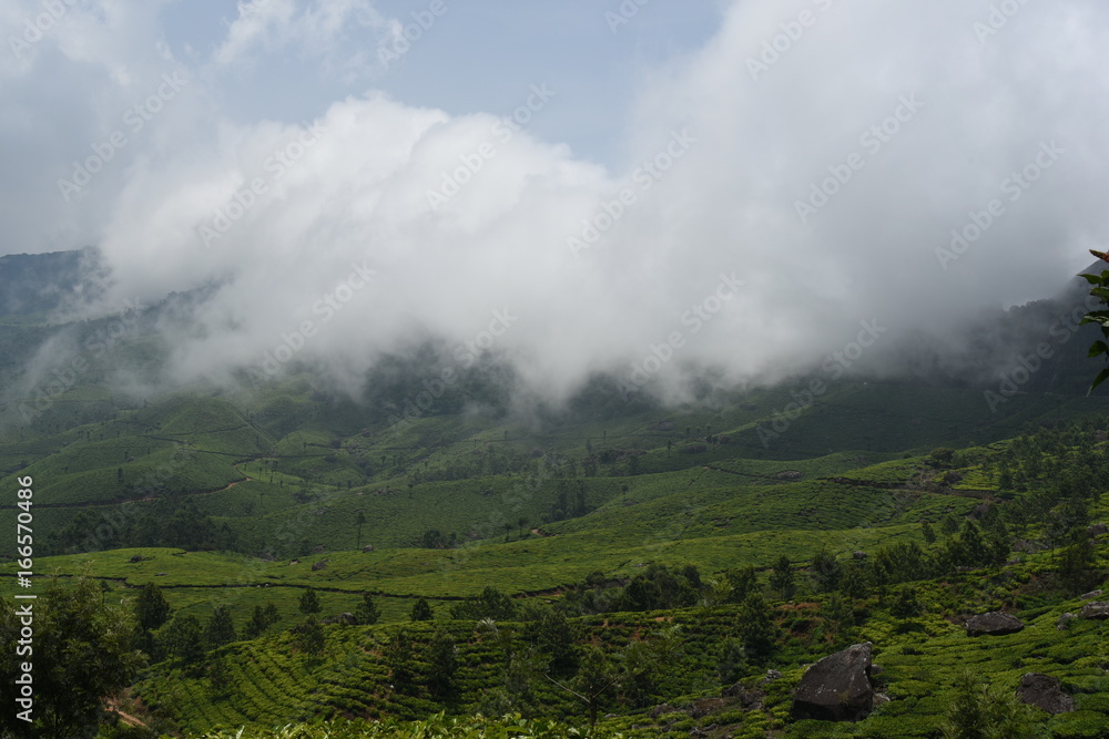 Munnar tea estate landscape Kerala India