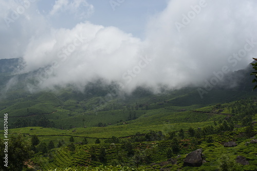 Munnar tea estate landscape Kerala India