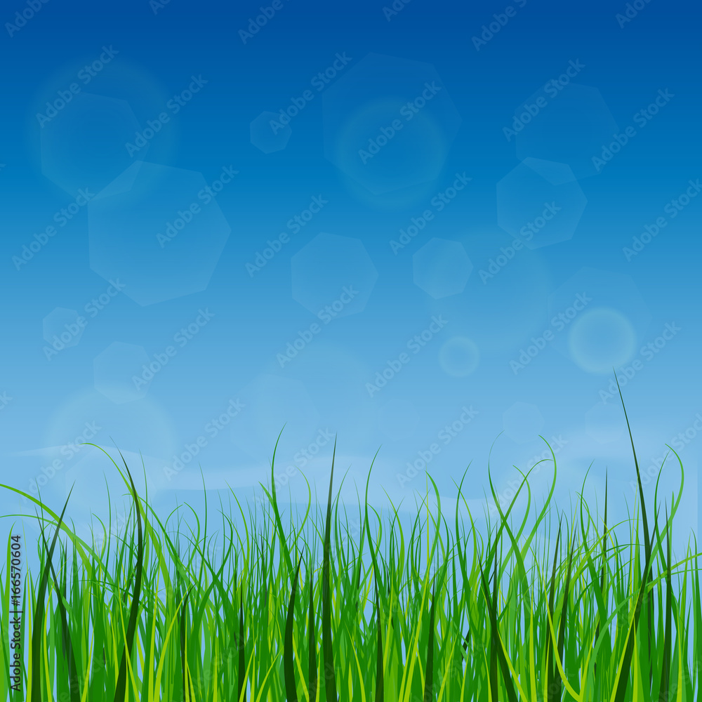 Obraz premium Bright and juicy green grass on a blue sky background. Morning.