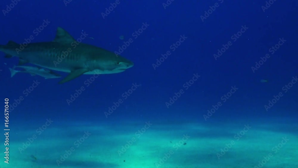 Tiger shark swims over reef, POV Tiger shark swims over reef, POV