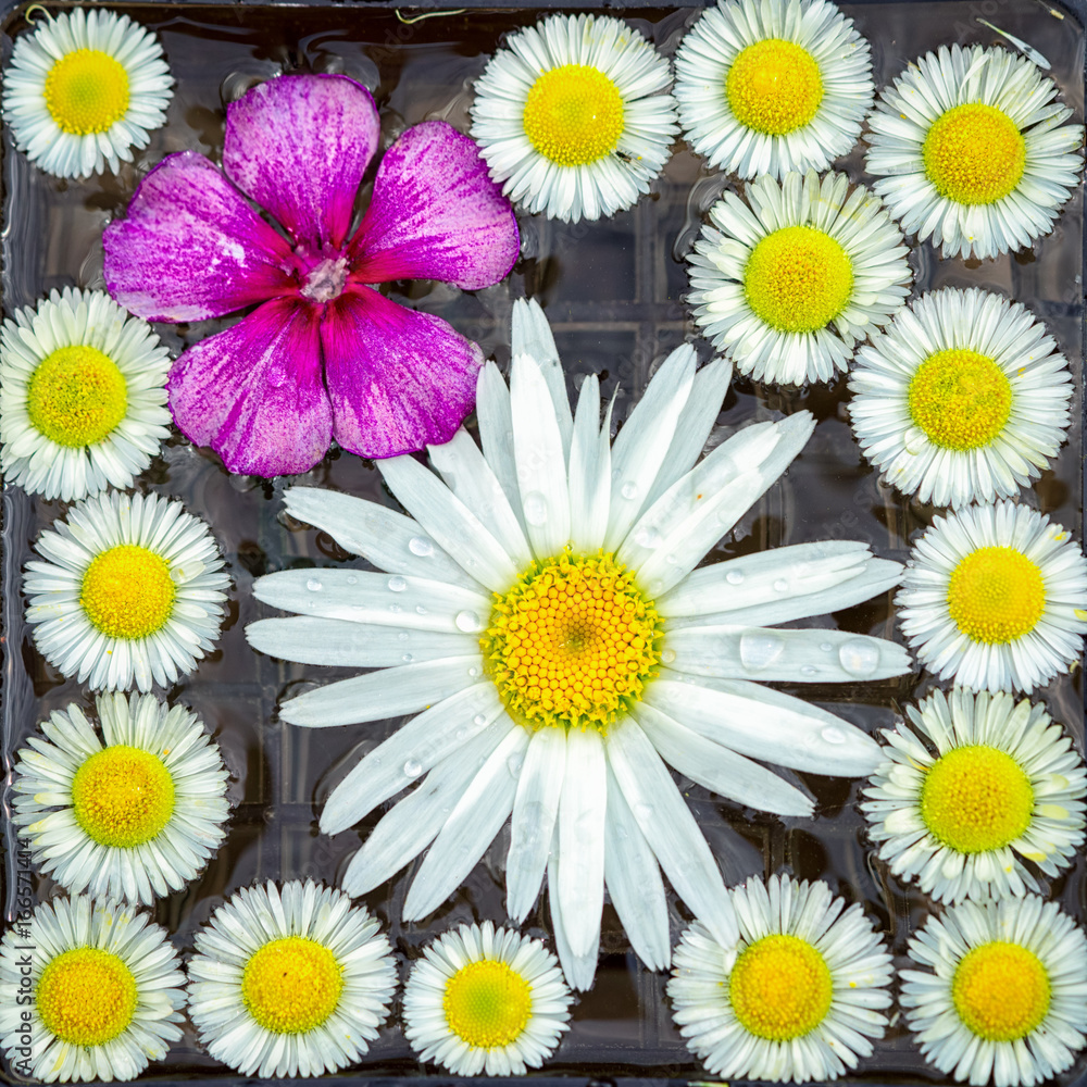 Obraz premium garden flowers chamomilies and phlox in water surface top view square background