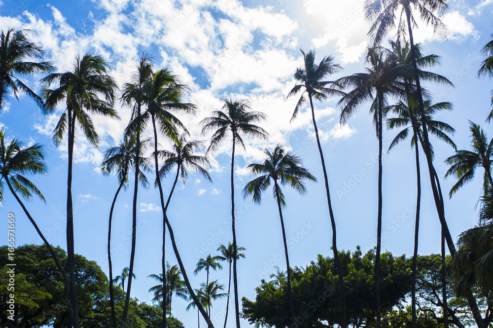 ハワイ　ヤシの木と青空
