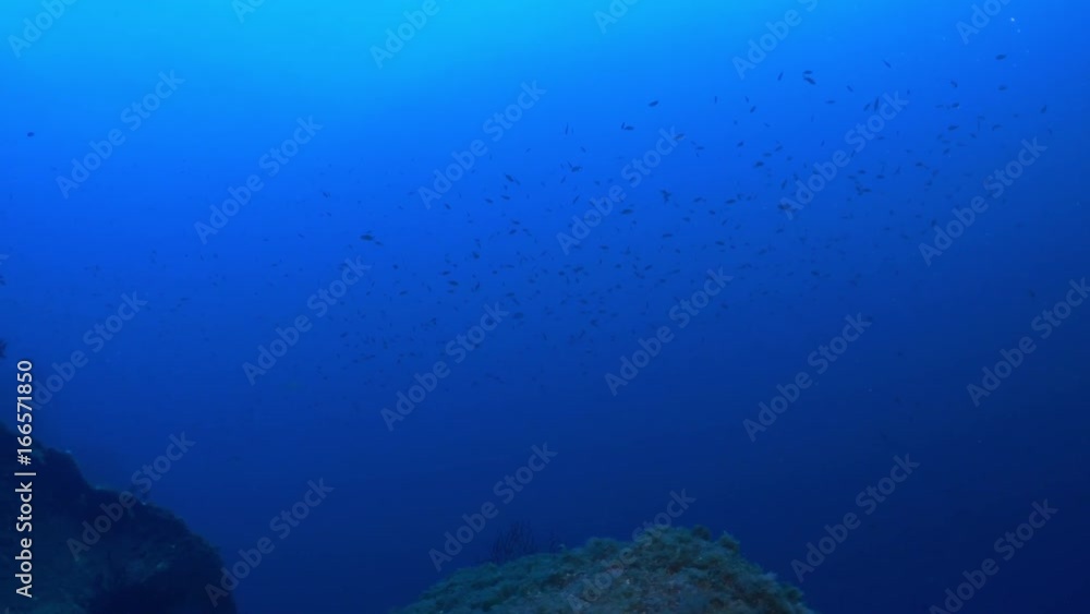 School of fish in distance, POV School of fish in distance, POV