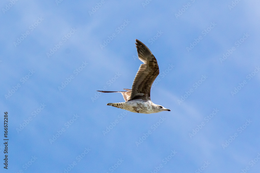 Obraz premium Terns in flight