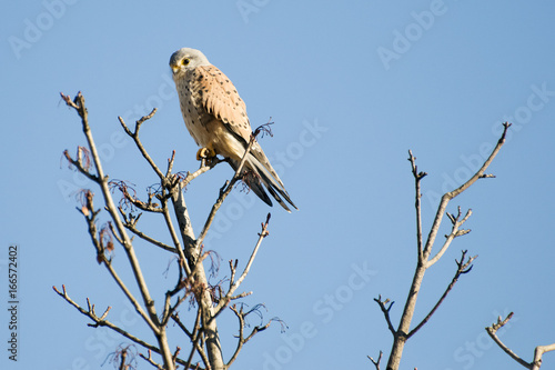 Turmfalke © C. Schüßler