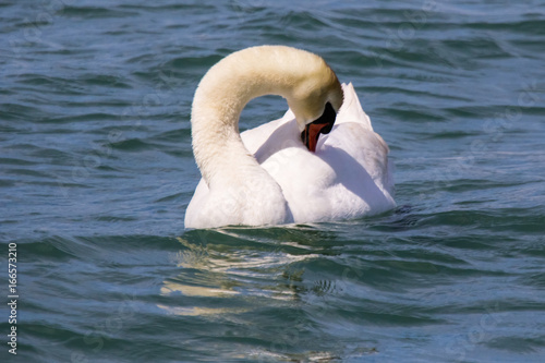 Swans in Petite Camargue, on the pond of Berre on Provence photo