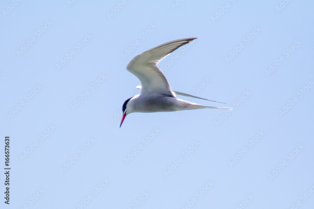 Obraz premium Terns in flight