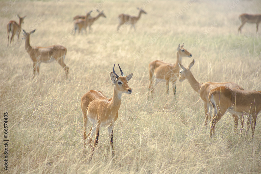 Uganda Antelope Herd