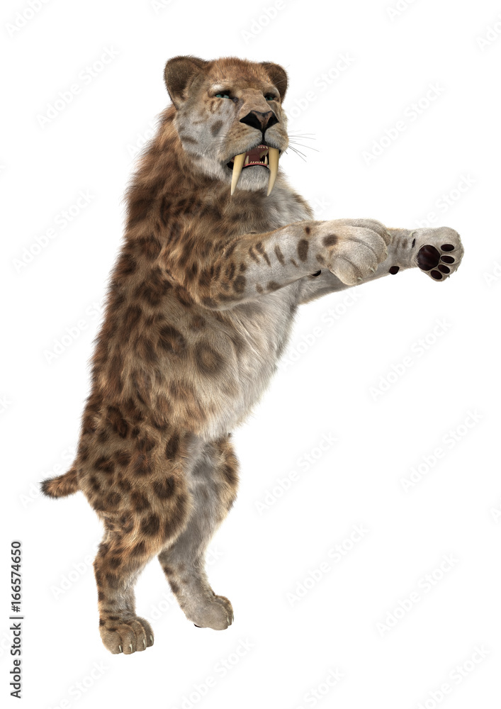 3D Rendering Saber Tooth Tiger on White 3D Rendering Saber Tooth Tiger on White