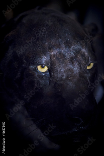 Black Panther at National Museum for Nature