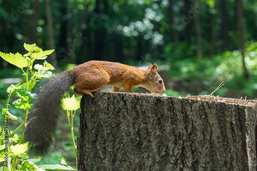 Squirrel on a hemp with a nut © alexbush
