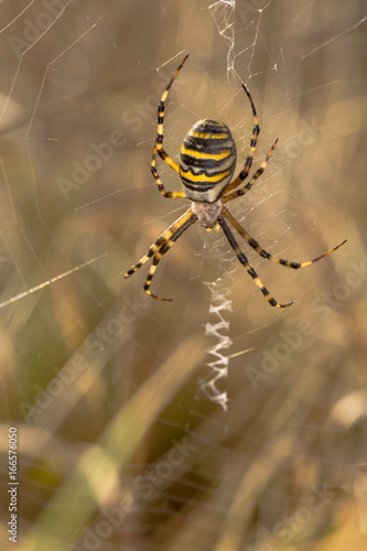 Wasp Spider