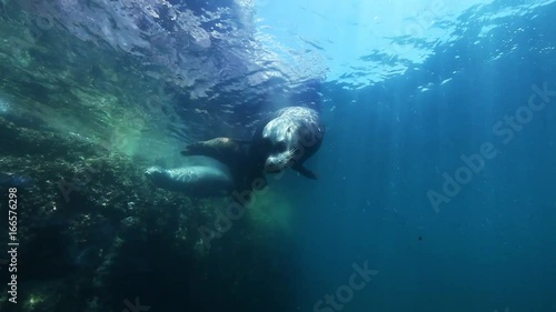 Sea Lions in Sea of Cortez, underwater diving POV near reef
