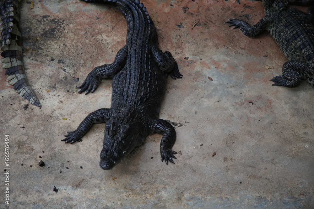 Fototapeta premium Crocodiles