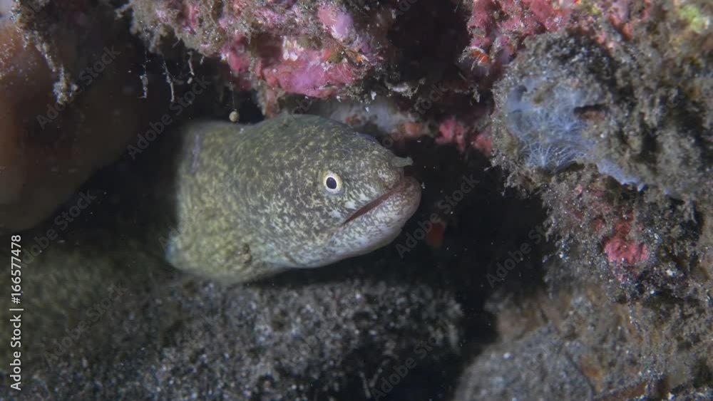 Close up, moray eel in reef Close up, moray eel in reef