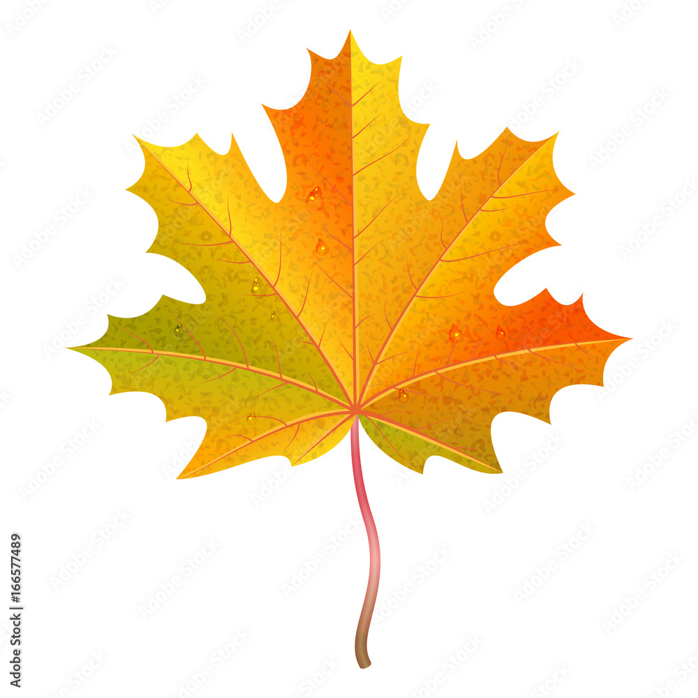 Realistic orange maple leaf with water drops. Autumn vector illustration. Realistic orange maple leaf with water drops. Autumn vector illustration.