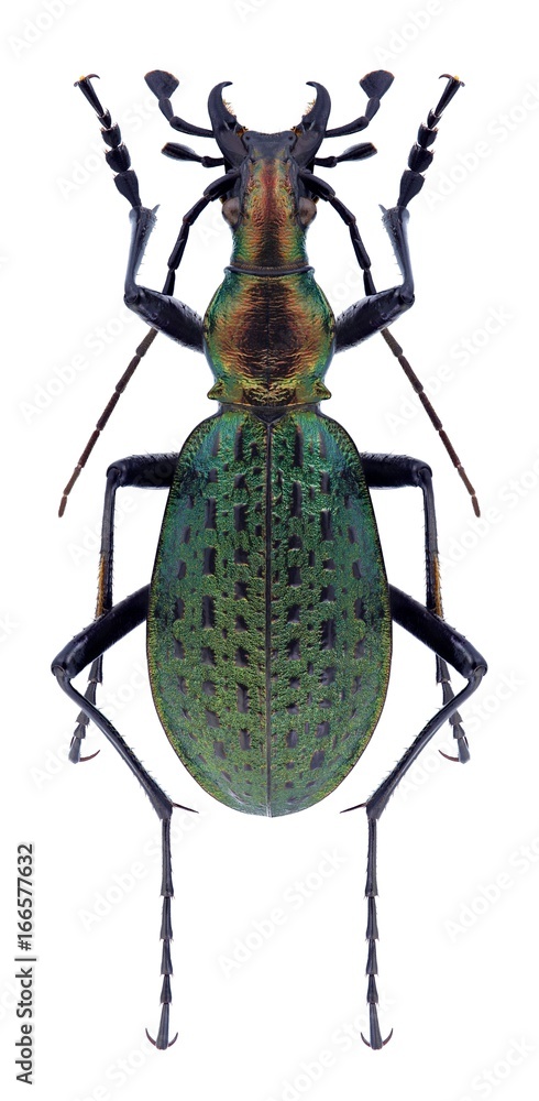 Fototapeta premium Beetle Carabus leechi huisaensis on a white background