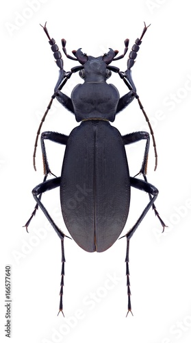 Beetle Carabus yokoae maoxian on a white background