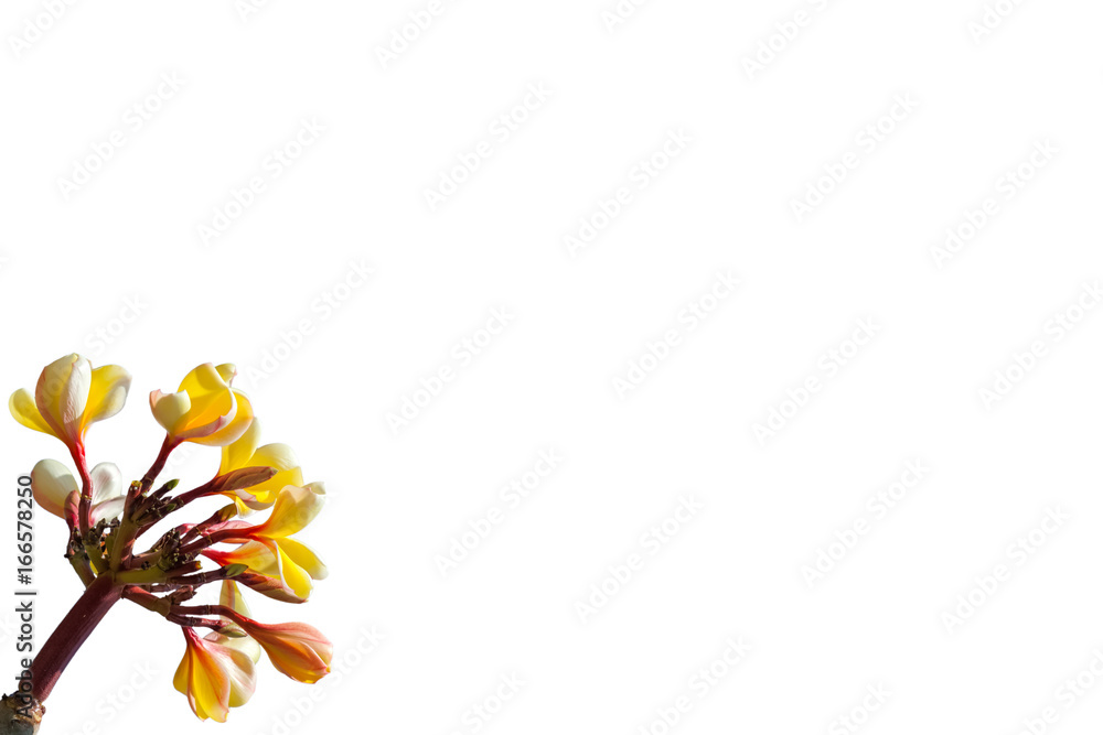 bouquet de frangipanier en coin de page blanche 