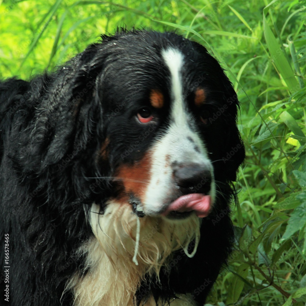 Portrait of a Bernese mountain dog.