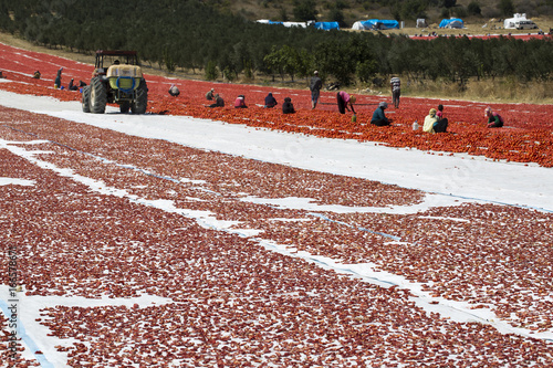 Dried Tomatoes photo