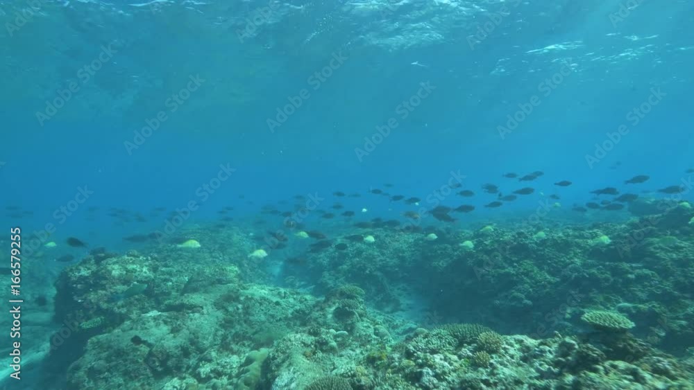 POV, schools of fish swim over reef POV, schools of fish swim over reef