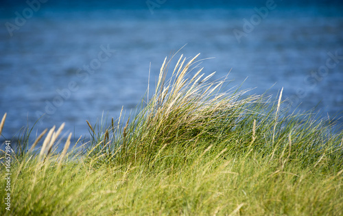 Danish coastline grasses