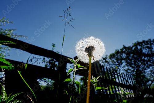 Fototapeta Naklejka Na Ścianę i Meble -  Одуванчик