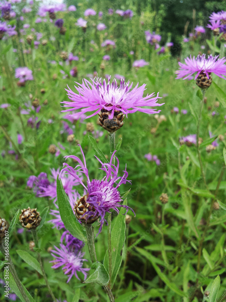 Flower Centaurea carpatica in a field on a Sunny summer day Flower Centaurea carpatica in a field on a Sunny summer day